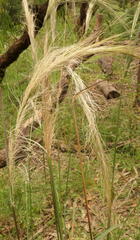 Austrostipa mollis