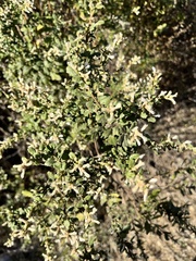 Baccharis pilularis consanguinea