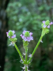 Scolypopa australis