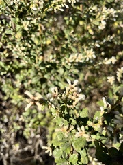 Baccharis pilularis consanguinea