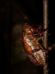 Cicadoidea