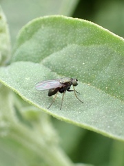 Dolichopodidae
