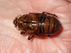 Cicadoidea