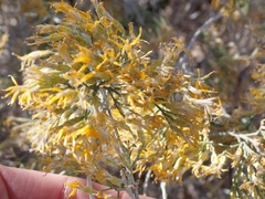 Ericameria nauseosa