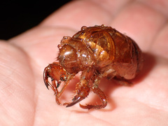 Cicadoidea