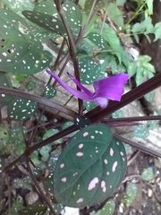 Hypoestes
