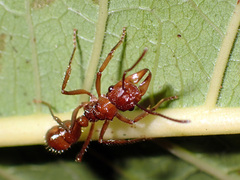 Ectatomma tuberculatum