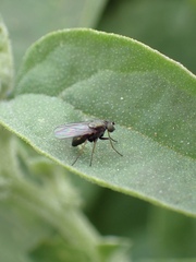 Dolichopodidae