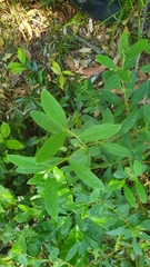 Thymelaeaceae