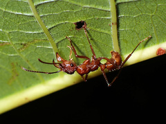 Ectatomma tuberculatum