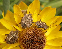 Oncocoris geniculatus