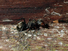 Camponotus novogranadensis