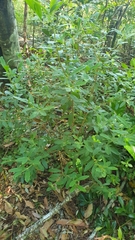 Thymelaeaceae
