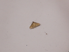Microthyris lelex