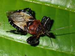 Apiomerus
