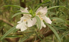 Prostanthera lasianthos