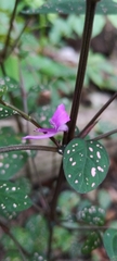 Hypoestes