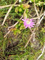 Disphyma crassifolium