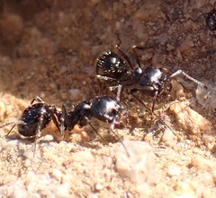 Veromessor pergandei