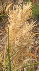 Rytidosperma caespitosum