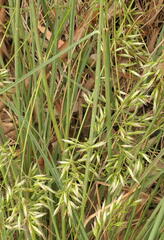 Rytidosperma caespitosum