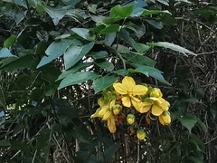 Senna hayesiana