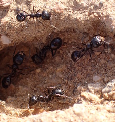 Veromessor pergandei