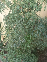Polyscias fruticosa