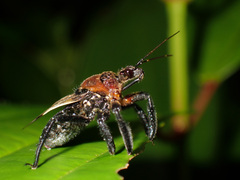 Apiomerus