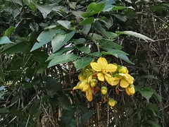 Senna hayesiana