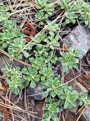 Antennaria marginata