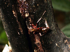 Apoidea