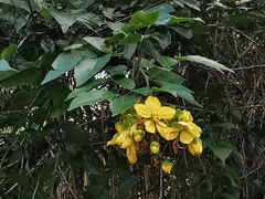 Senna hayesiana