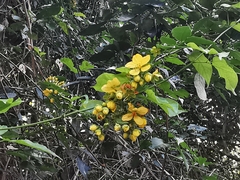 Senna hayesiana