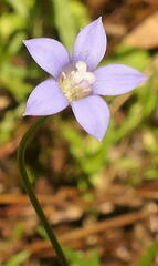 Wahlenbergia gracilenta