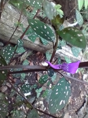 Hypoestes