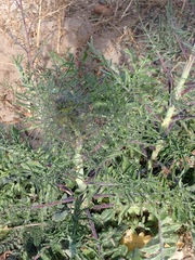 Sisymbrium altissimum