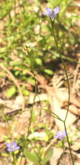 Wahlenbergia gracilenta