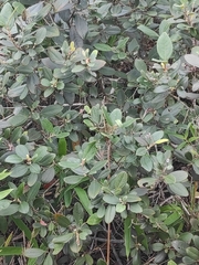 Rhodomyrtus tomentosa