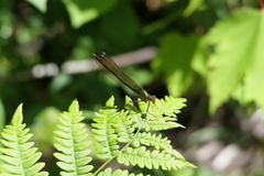 Calopteryx