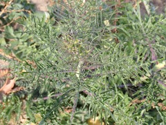 Sisymbrium altissimum