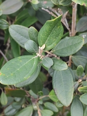Rhodomyrtus tomentosa