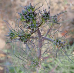 Sisymbrium altissimum