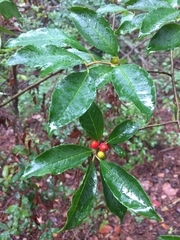 Ilex laevigata