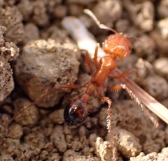 Pogonomyrmex californicus