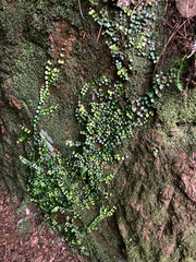 Metrosideros perforata