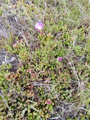 Disphyma crassifolium