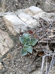 Dudleya cymosa pumila