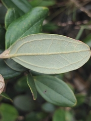 Rhodomyrtus tomentosa