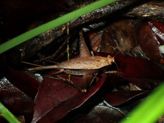 Eneoptera surinamensis